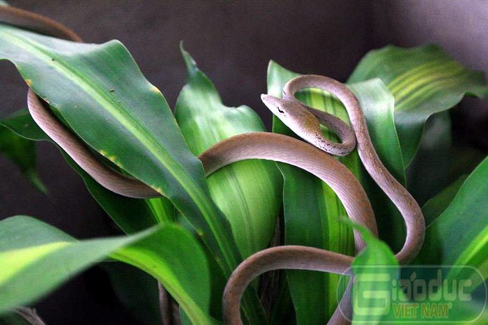 Trong Trại còn đang nuôi một số loài lưỡng cư và bò sát quý hiếm khác như rắn...
